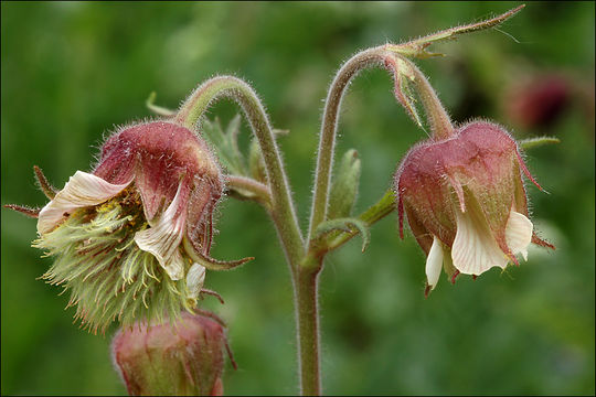 Image of Water Avens