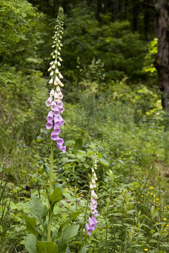 Imagem de Digitalis purpurea L.