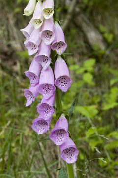 Imagem de Digitalis purpurea L.