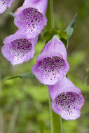 Image of Foxglove