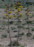 Image de Agave parryi subsp. neomexicana (Wooton & Standl.) B. Ullrich