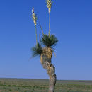 Image of soaptree yucca