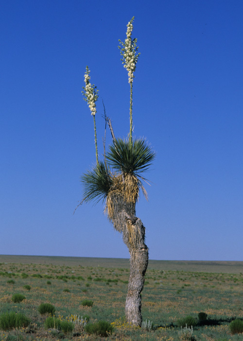 Sivun Yucca elata (Engelm.) Engelm. kuva