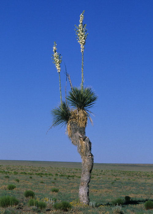 Imagem de Yucca elata (Engelm.) Engelm.