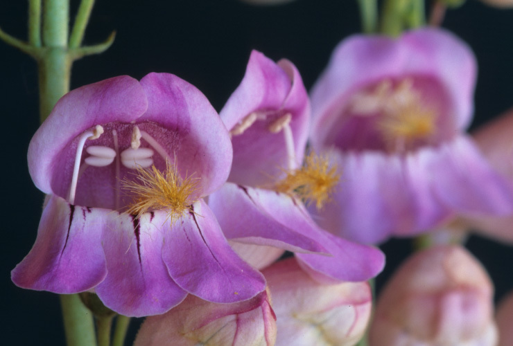 Image of Palmer's penstemon