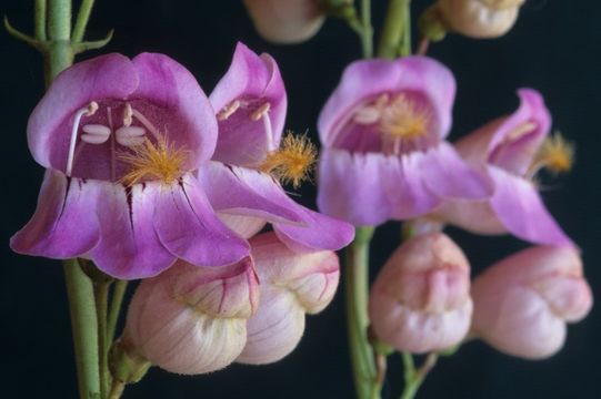 Image of Palmer's penstemon