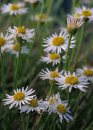 Image of rhizome fleabane