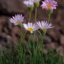 Imagem de Erigeron sivinskii G. L. Nesom