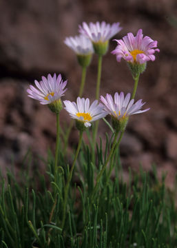 Imagem de Erigeron sivinskii G. L. Nesom