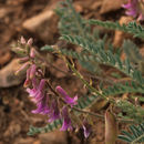 Image of New Mexico milkvetch