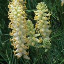 صورة Astragalus oocalycis M. E. Jones