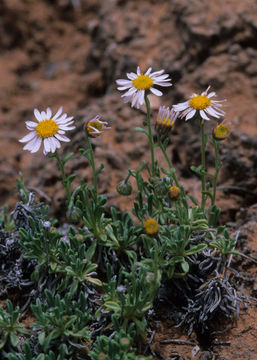 Image of bluewater fleabane