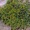 Слика од Paronychia sessiliflora Nutt.