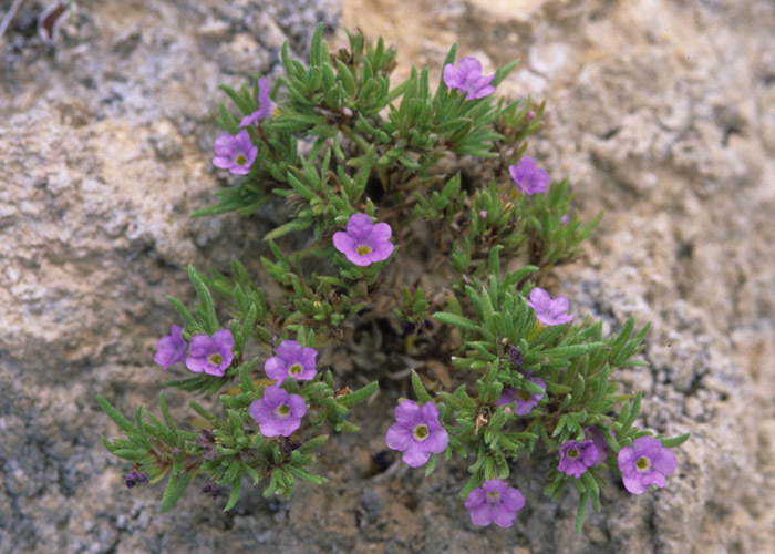 Image of Stevens' fiddleleaf