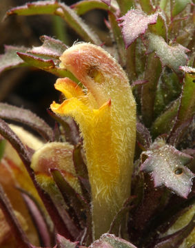 Image of pinewoods lousewort