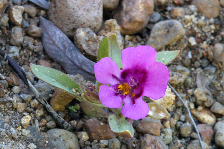 Plancia ëd <i>Mimulus nanus</i>