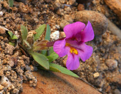 Plancia ëd <i>Mimulus nanus</i>