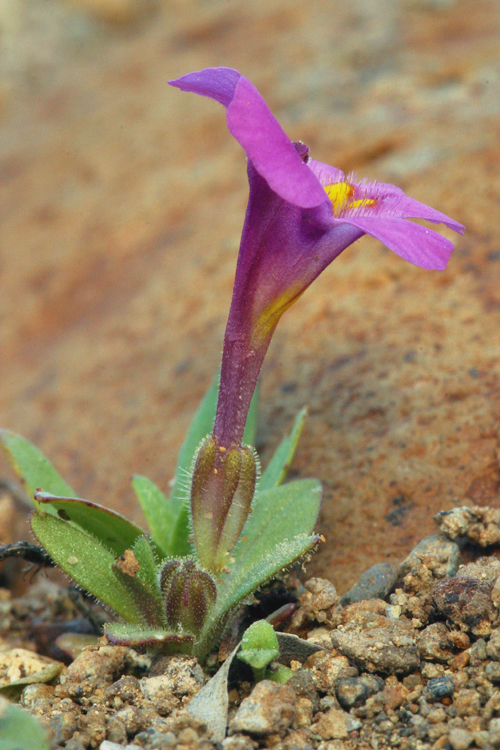 Plancia ëd <i>Mimulus nanus</i>