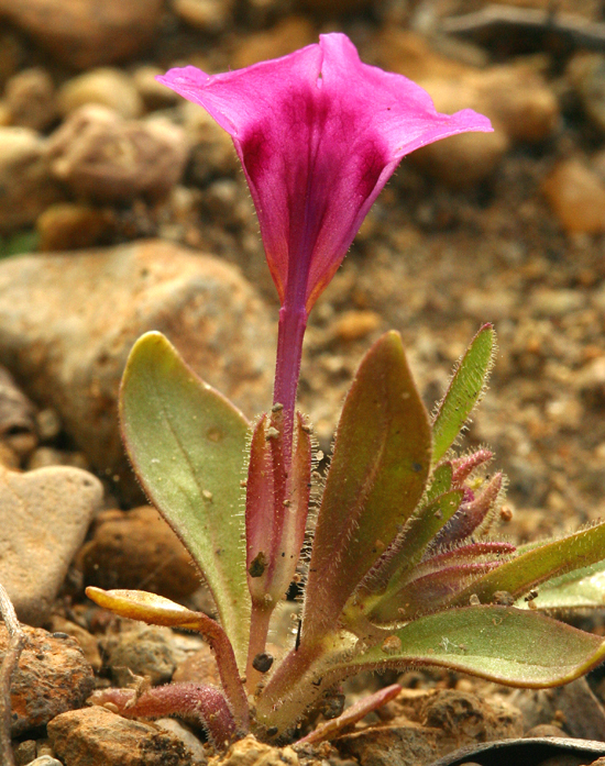 Plancia ëd <i>Mimulus nanus</i>