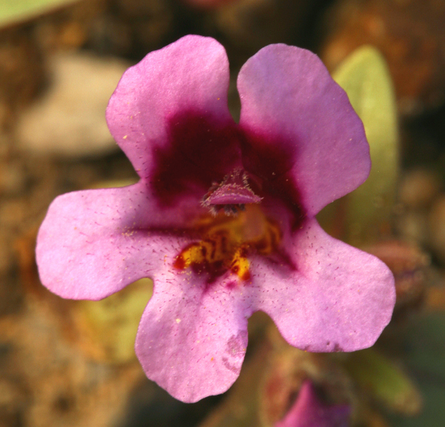 Plancia ëd <i>Mimulus nanus</i>