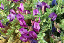 Image of woollypod milkvetch