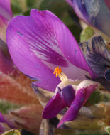 Image of woollypod milkvetch