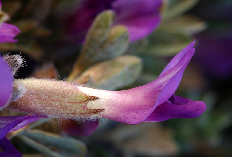 Image of woollypod milkvetch