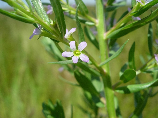 Plancia ëd Lythrum hyssopifolia L.