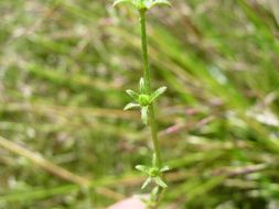 Image of Wavy-Stem Popcorn-Flower