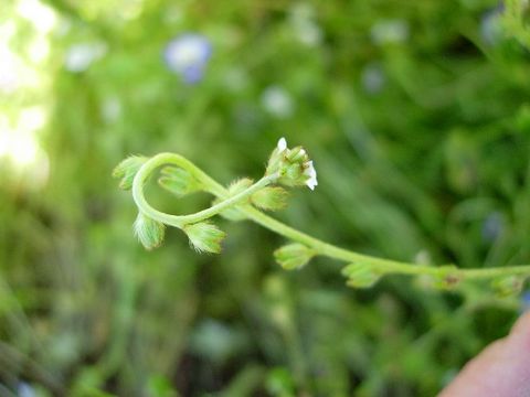 Image of Wavy-Stem Popcorn-Flower