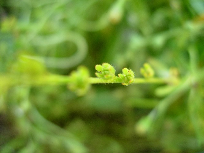 Image of Wavy-Stem Popcorn-Flower