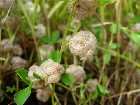 Слика од Trifolium tomentosum L.