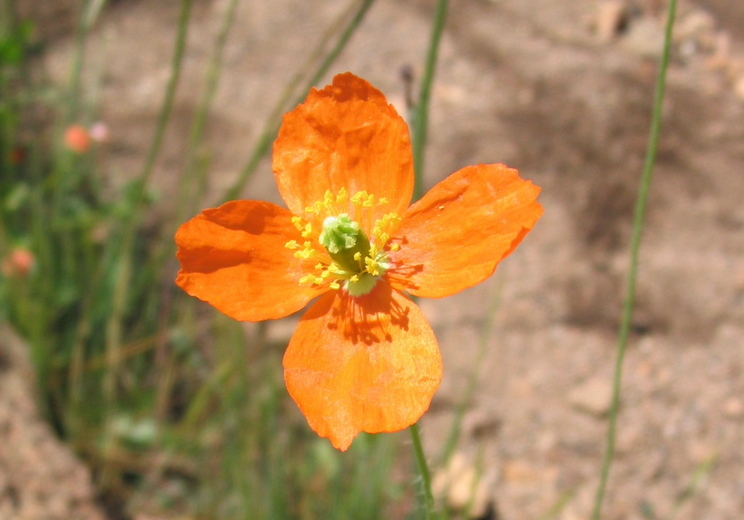 Image of western poppy