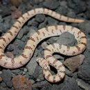 Image of Spotted Leafnose Snake