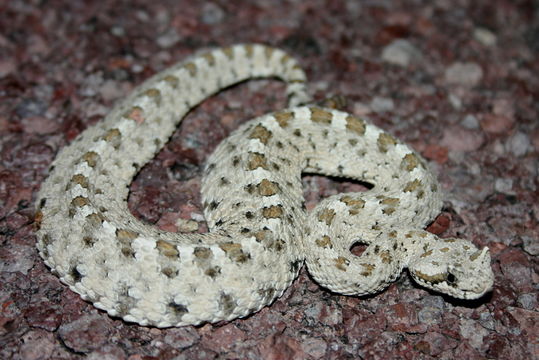 Image of Sidewinder Rattlesnake