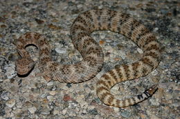 صورة Crotalus mitchellii (Cope 1861)