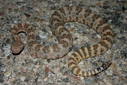 Image of Speckled Rattlesnake