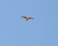 Image of Ferruginous Hawk