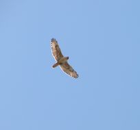 Image of Ferruginous Hawk