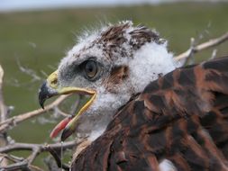 Image of Ferruginous Hawk