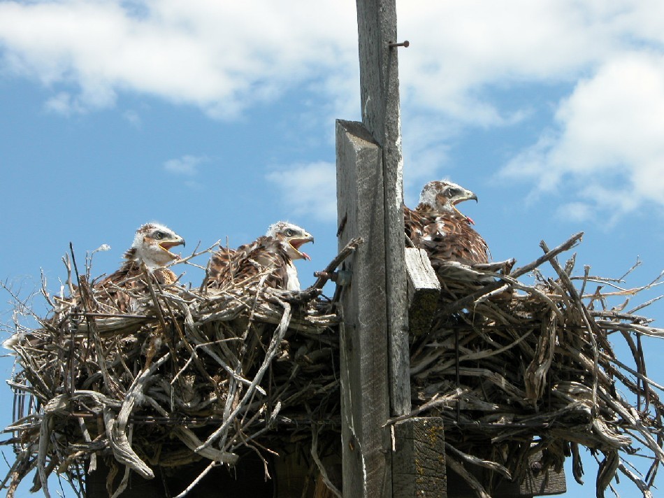 Image of Ferruginous Hawk