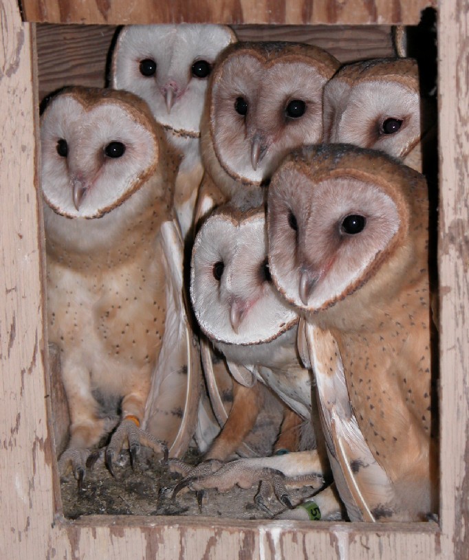 Image of Barn Owl