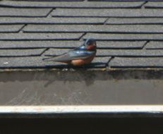Image of Barn Swallow