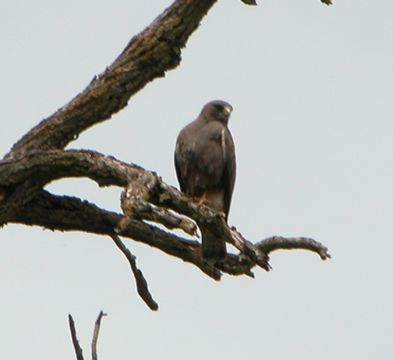 Image of Swainson's Hawk