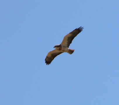 Image of Swainson's Hawk