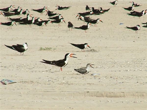 Image of Black Skimmer