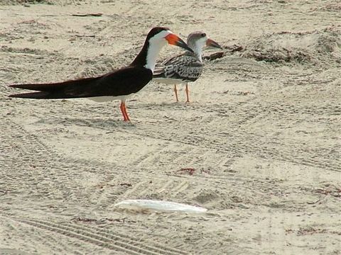 Image of Black Skimmer