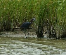 Image of Little Blue Heron