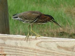 Image of Green Heron