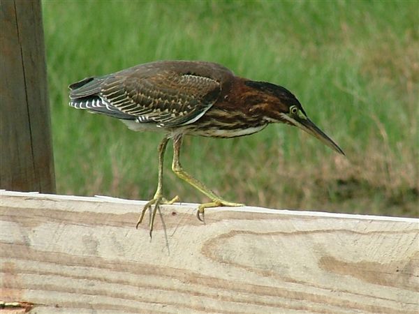 Butorides virescens (Linnaeus 1758) resmi